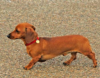 best muzzle for dachshund