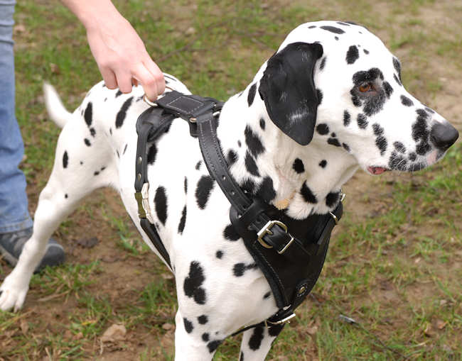 Extra Tough Dog Harness  Dalmatian Print - Poppy + Ted