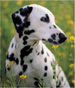 Dalmatian Size Chart