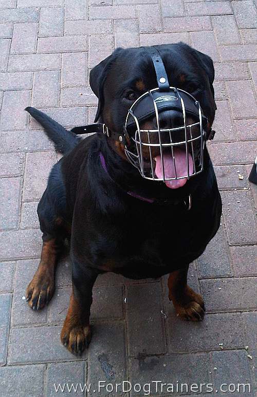 Rottweiler Diesel feels comfortable in his new Dog Muzzle