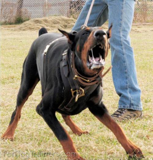 Kourosh is excited wearing Exclusive Luxury   Handcrafted Padded Leather Dog Harness