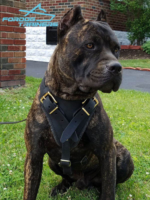 Fido's Pleasure FDT Artisan Brown Leather Dog 【Collar】 with Amazing Studs :  K9 Equipment: K9 Muzzles, Dog Harnesses, K9 Collars, Leashes