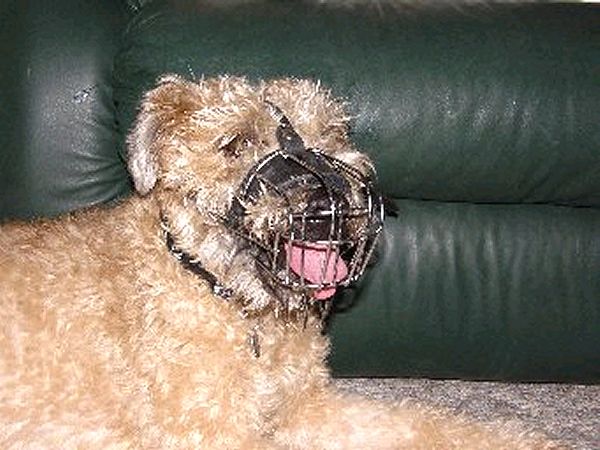 Wheaten Terrier Size Chart