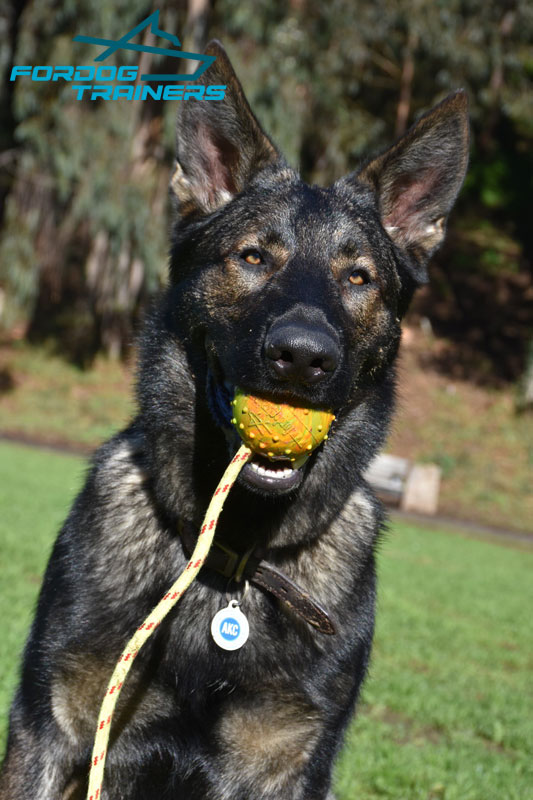 Flynn is Happy to Get His Toy- Rubber Dog Ball of Solid Dotted Rubber  [TT5##1073 7 cm solid ball] - $9.99 : Best quality dog supplies at crazy  reasonable prices - harnesses