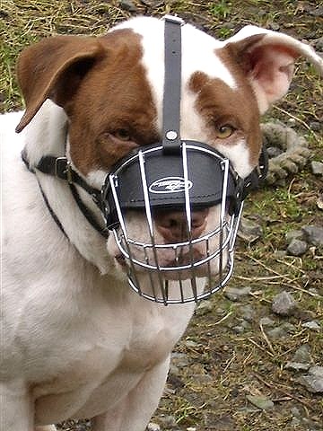 Training Amstaff Muzzle