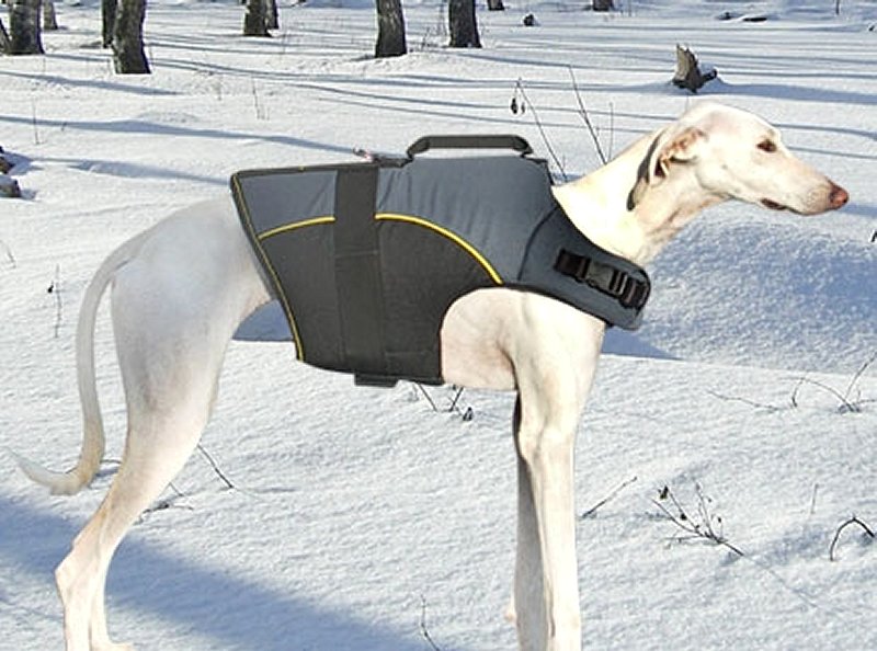 All sales season dog