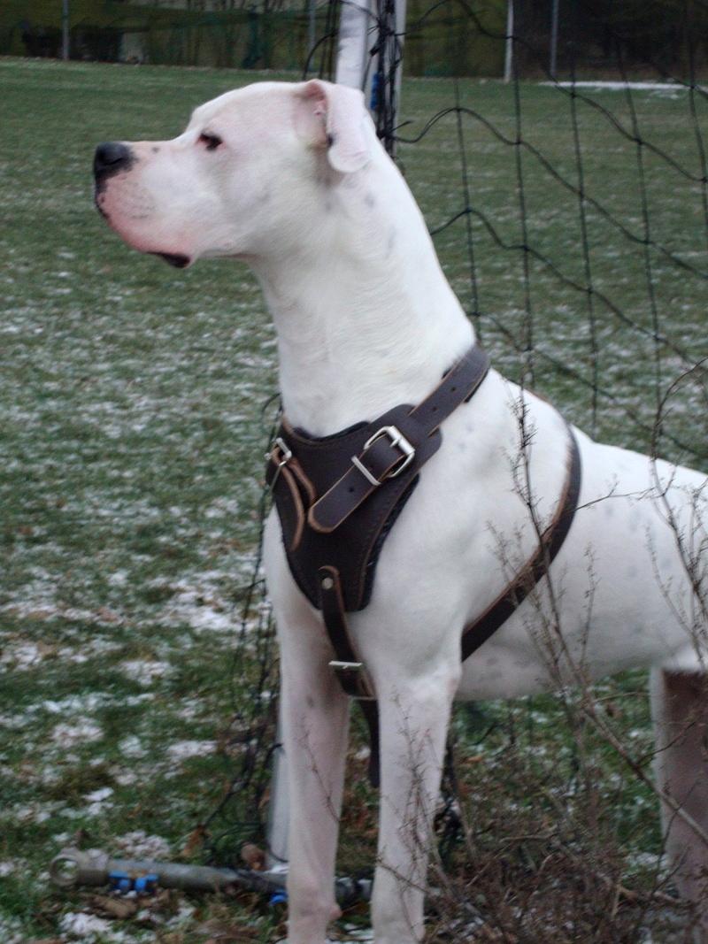 Agitation / Protection / Attack Leather Dog Harness ...