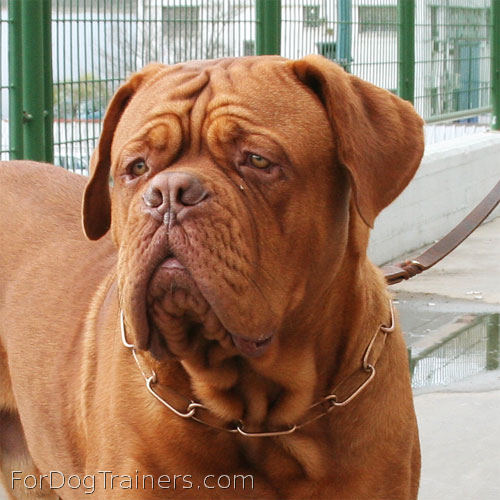 Dogue De Bordeaux Size Chart