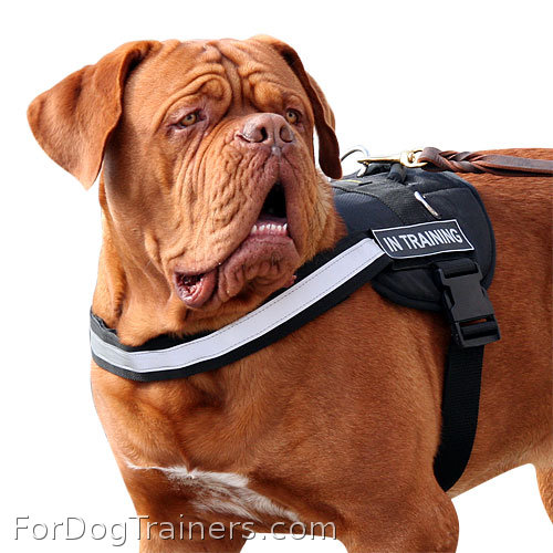 The best All Weather Reflective harness H6plus suits Dogue-de-Bordeaux