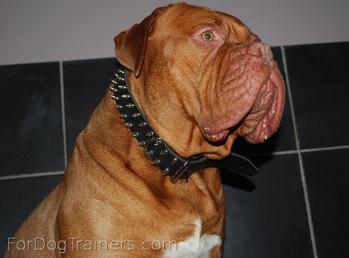 Cujo is adorable in Brown Leather Spiked Dog Collar