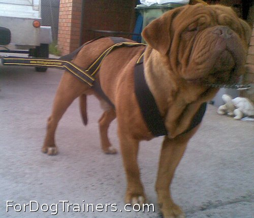 Weight pulling dog harness oh the dogue-de-bordeaux
