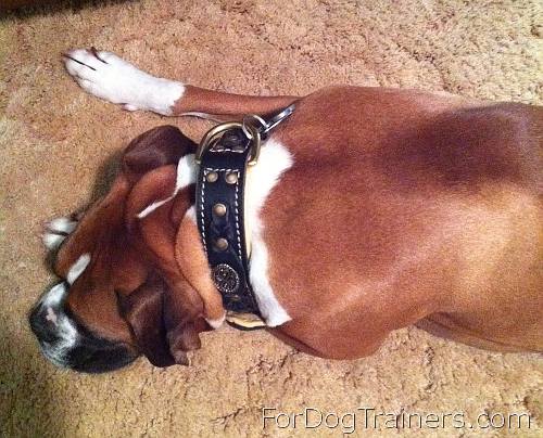 Dupree wearing Royal  Nappa Padded Leather Dog Collar