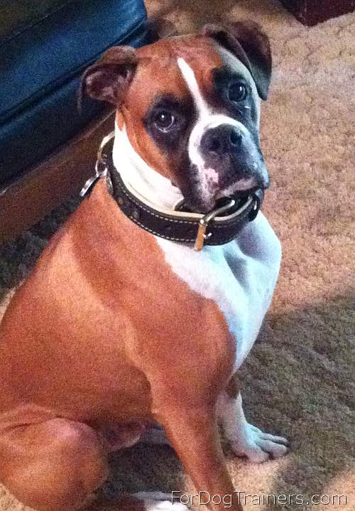 Dupree wearing Royal  Nappa Leather Dog Collar