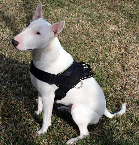 Bull Terrier - Nylon dog harness for 