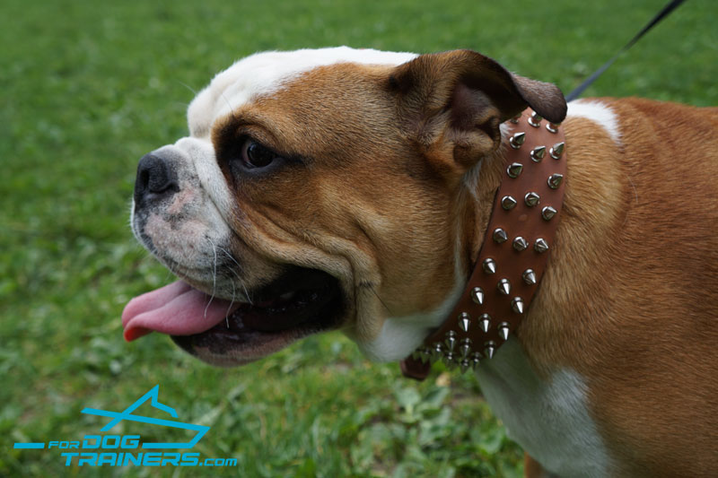 leather bulldog collar