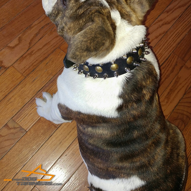 Vintage Design Leather English Bulldog Collar with Spikes