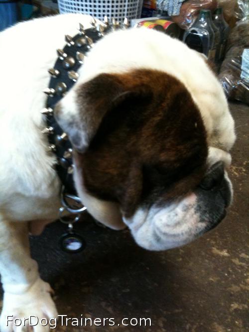 3 Rows Leather Spiked and Studded Dog Collar suits Bruce the best