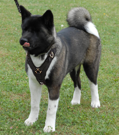 Akita Dog Harness