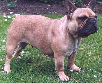 French Bulldog Size Chart