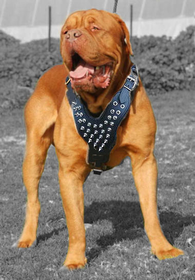 large french mastiff