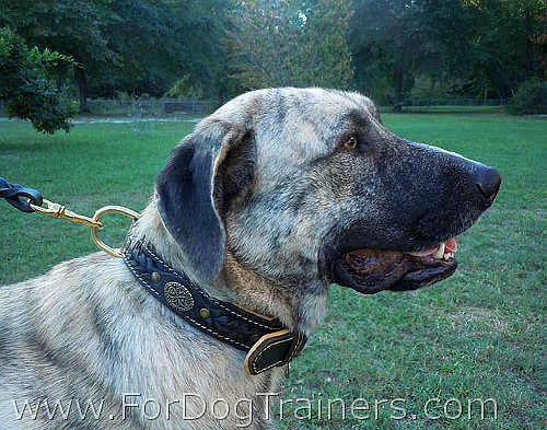 Anatolian Shepherd - Gabriel - walking in style in  our Hand Made Leather Dog Collar