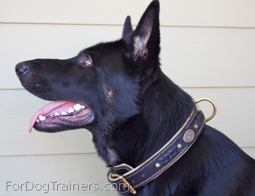 Royal Nappa Padded Hand Made Leather Dog Collar is  the best Alois could get