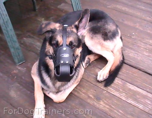 Niko loves new Leather Dog Muzzle