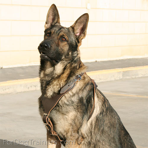 Agitation / Protection / Attack Leather Dog Harness - H8 is top selling product