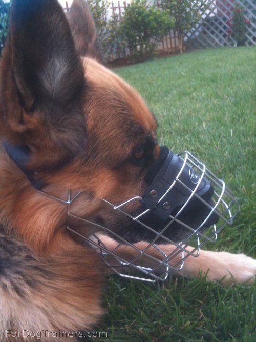 German Shepherd showing off in his new Wire Dog Muzzle - M9