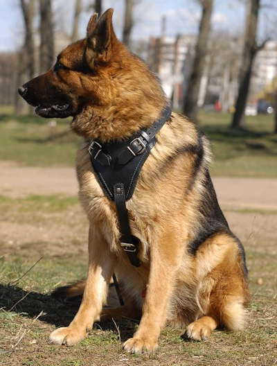 Agitation/Protection Leather Dog Harness-german shepherd