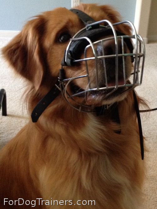 Miller looks fantastic in new basket muzzle