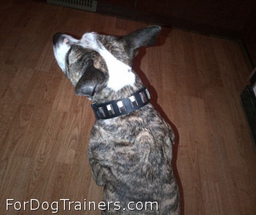 Amazingly looking dog collar