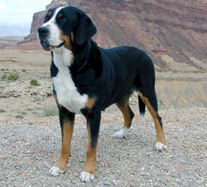 Swiss Mountain Dog Size Chart