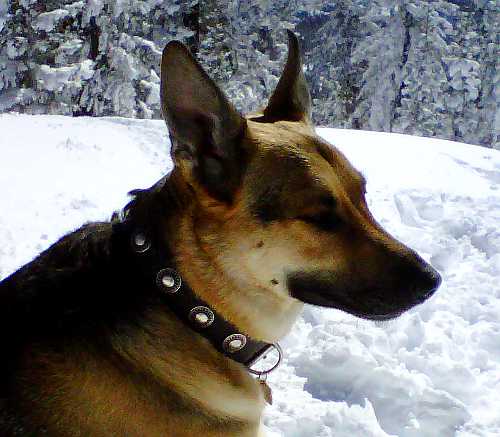 german shepherd leather dog collar