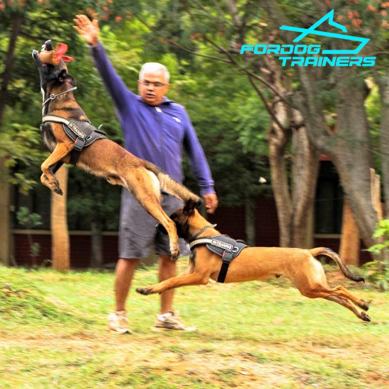 belgian malinois training near me