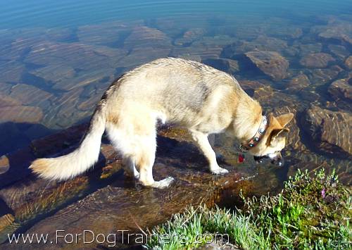 German Shepherd  Kachina wearing Gorgeous Leather Dog Collar