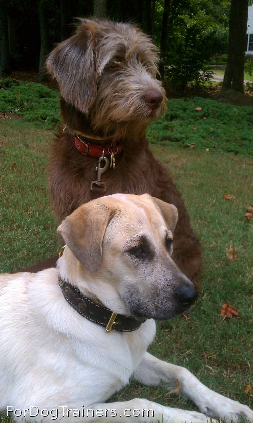 Gorgeous collar for good dog