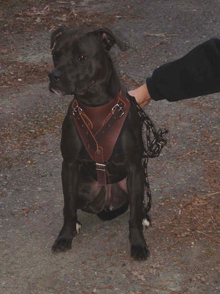 Leather Dog Harnesses Image