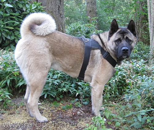 Akita looking Handsome in our Extra Strong Nylon Dog Harness