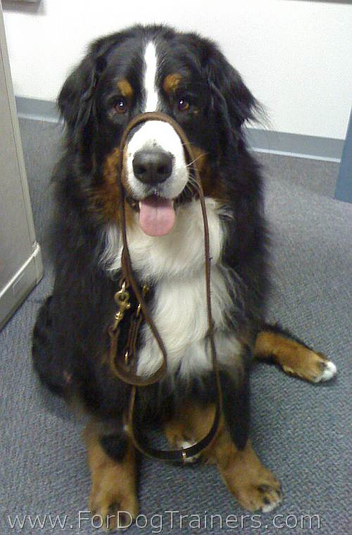 Bernese Mountain Dog - Kunga - wearing a multi-function lead