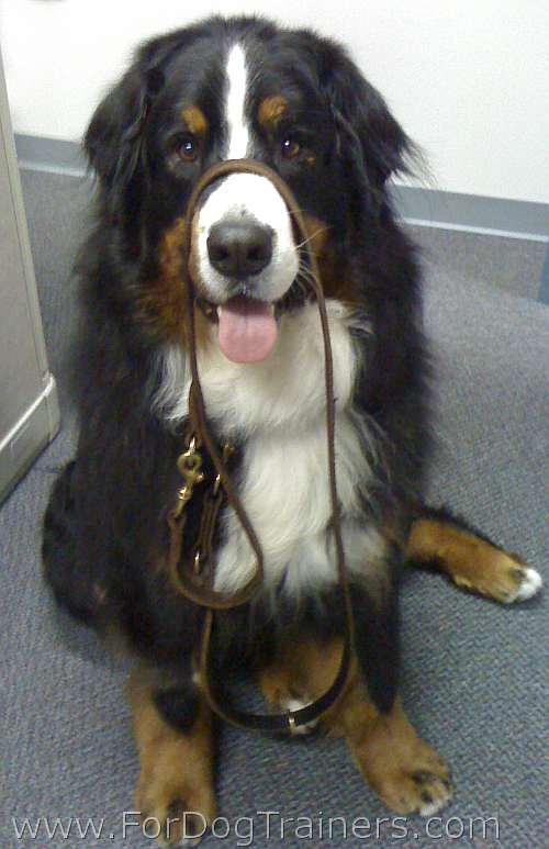 Best leash for bernese mountain dog sale