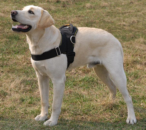 Nylon multi-purpose dog harness for tracking/pulling Labrador