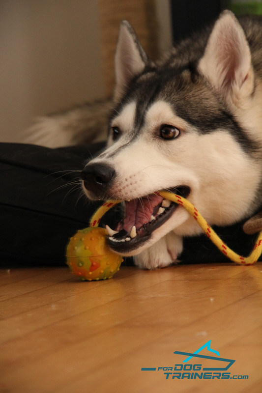 https://www.fordogtrainers.com/images/large/Lacey-with-husky-Rubber-Ball-with-String-TT1_LRG.jpg