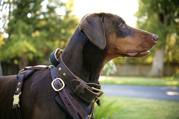 2-Color luxury dog collar with brass fittings – Waggy Pooch