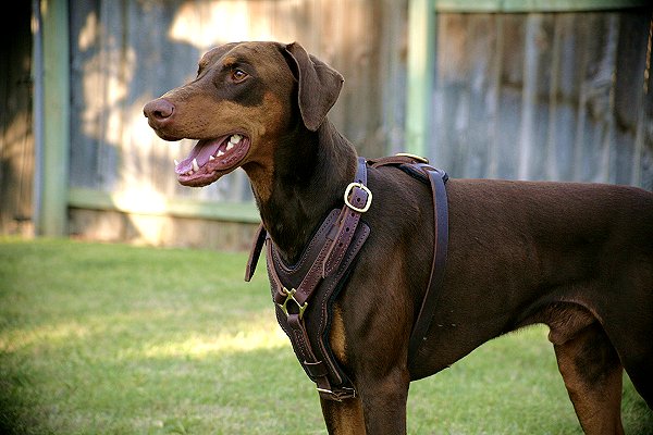 Hand-Made Luxury Leather Dog Collar