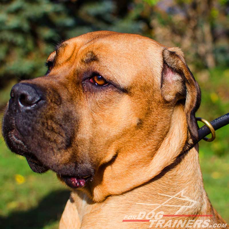 Round Leather Cane Corso Choke Collar for Regular Training C96121073 Round Cane Corso choke collar 6mm 26.99 Best quality dog supplies at crazy reasonable prices harnesses leashes collars muzzles