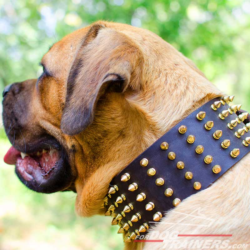 Fascinating Extra Wide Leather Cane Corso Collar with Hand