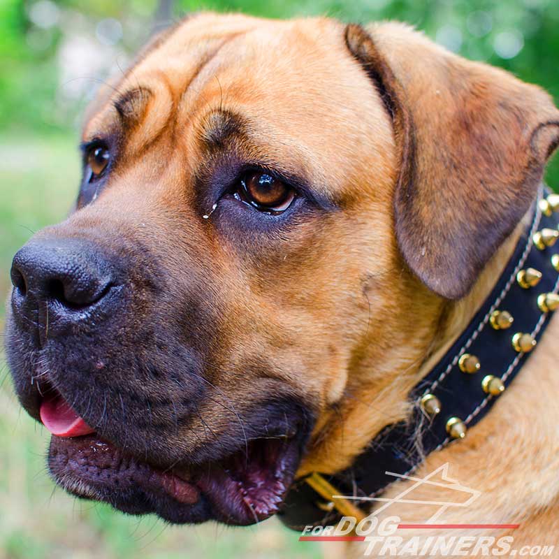 Superior Designed Leather Cane Corso Collar with Brass