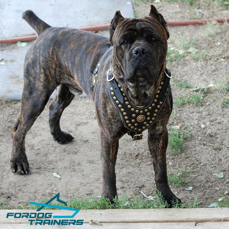 Cane Corso in Exclusive Leather Dog Harness Adorned with Studs