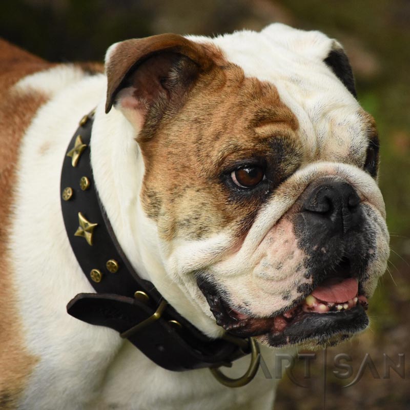 English Bulldog *Dash is Incredible in FDT Artisan Adorned